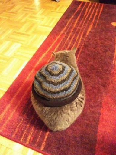 A picture of a cat with a hat on its back, making it look like snail.