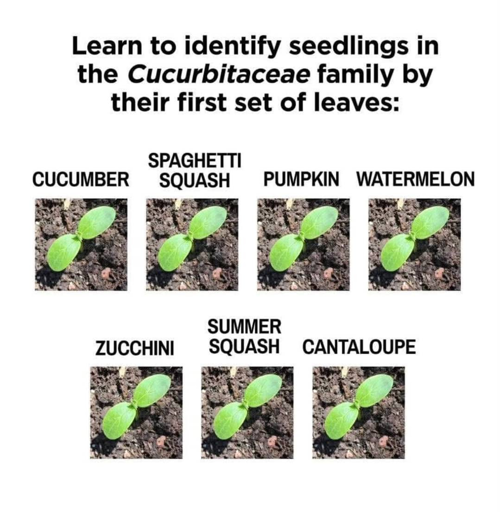 An image of 7 identical sprouts with name of variant (cucumber, spaghetti squash, pumpkin, watermelon, zucchini, summer squash, cantaloupe) and the text "Learn to identify seedlings in the Cucurbitaceae family by their first set of leaves:"