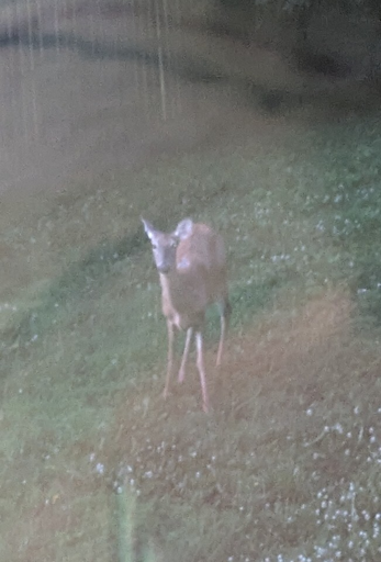 deer in backyard 