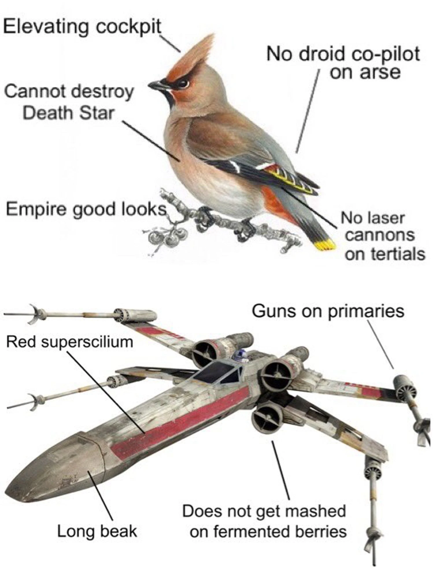 A waxwing (small songbird) and X-wing fighter displayed and labeled like an anatomical poster with labels identifying the differences between them. The labels for the waxwing are: elevating cockpit (pointing to crest), no droid copilot on arse, no laser cannons on tertials, Empire good looks, and cannot destroy Death Star. The labels for the X-wing are guns on primaries, red supercilium, long beak, and does not get mashed on fermented berries