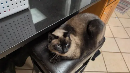 Siamese cat