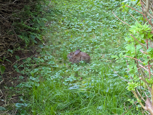 Wild rabbit in the grass in front of a hedge, sitting in a loaf position